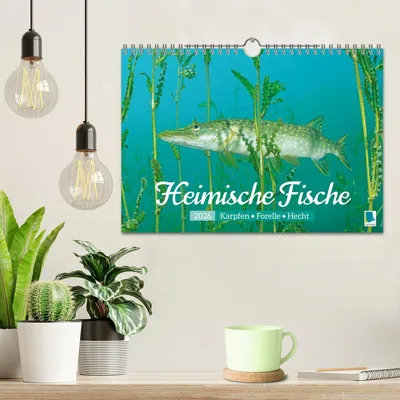 Produktbild von Heimische Fische: Karpfen, Forelle, Hecht (Wandkalender 2026 DIN A4 quer), CALVENDO Monatskalender