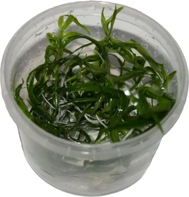 Produktbild von 1 Dose Heteranthera zosterifolia in vitro, Trugkölbchen, Wasserpflanzen steril angezogen