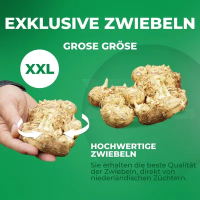 Produktbild von Zantedeschia aethiopica - Blumenzwiebeln Mehrjährig Winterhart - 1 Zwiebeln - Pflanzen aus Holland (kein Samen) - für Garten, Töpfe und Balkon