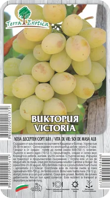 Zdjęcie produktu dla Winogrony Wiktoria Biały Słodki Odmiana