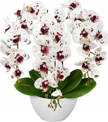 Produktbild von Künstliche Orchidee Weiß-Bordeaux – 3-triebig, Silikon-Kunstpflanze im Topf
