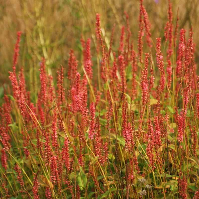 Image de 6 x renouée  - Persicaria amplexicaulis « Orange Field »  | Pot 9 cm x 9 cm