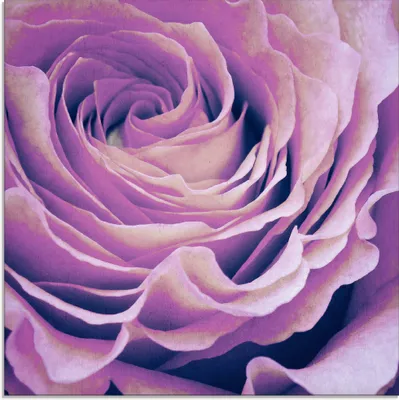 Produktbild von ARTland Glasbild Lila Rose Größe: 30x30 cm
