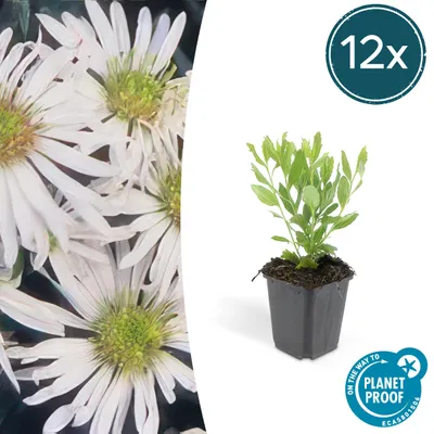 Obrázek produktu pro Okrasná tráva – Aster polní – Aster ageratioides 'Ashvi' – 9cm květináč – sada 12 rostlin