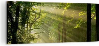 Produktbild von Bild auf Leinwand - Leinwandbild - Wald Baum Natur - 120x50cm - Wand Bild - Wanddeko - Wandbilder - Leinwanddruck - Bilder - Kunstdruck - Wanddekoration - Leinwand bilder - Wandkunst - AB120x50-3661