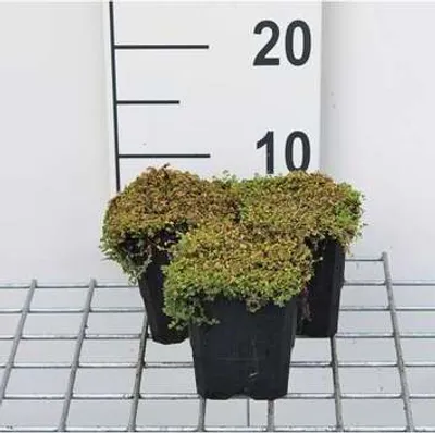 Zdjęcie produktu dla 12 x Soleirolia soleirolii - Bubi - doniczka 9 cm x 9 cm