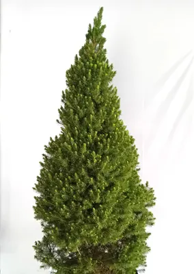 Immagine prodotto di Kanadische Zuckerhut - Fichte Picea Glauca Conica 20 - 30 cm