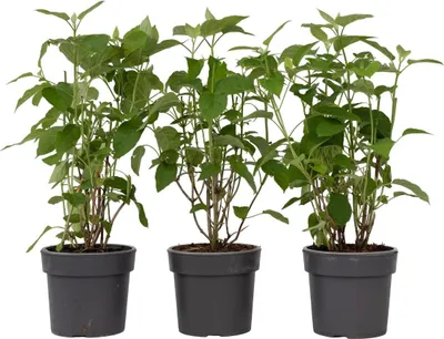 Three potted plants are arranged side-by-side against a white background.