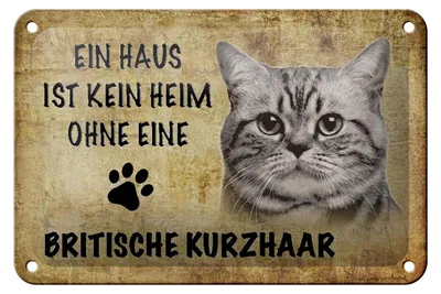 Produktbild von Blechschild Spruch 18x12cm Britische Kurzhaar ohne kein Heim