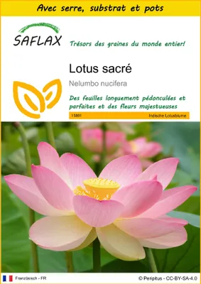 Image de SAFLAX Ensemble de culture - Lotus sacré - 8 graines - Nelumbo