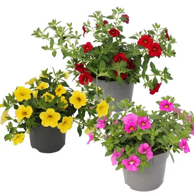 Produktbild von Zauberglocken – Mini-Hängepetunie – Calibrachoa – 12-cm-Topf – 3er-Set – verschiedene Farben