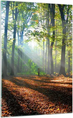 Produktbild von Bilder auf glas - Einteilig - Wald Blätter Sonne - 70x100cm - Glasbilder - Wandbilder - Bilder - zum Aufhängen bereit - Wanddekoration aus Glas - Glas Bilder - Wandbild auf Glas - GPA70x100-0136