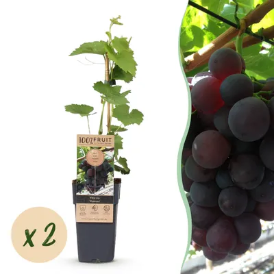 Produktbild von Obstpflanze - Lila Traube - Vitis vinifera Vanessa - Kernlos - 2 Pflanzen - 40-50cm - Ø15cm - Gartenpflanze