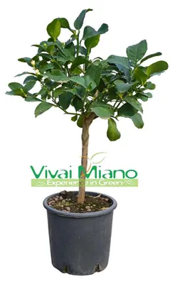 Immagine prodotto di Pianta di Limone Zagara Bianca (vaso - 20)