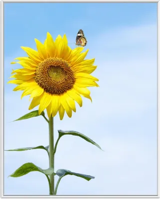Produktbild von Wallario Wandbild Sonnenblume mit Schmetterling, Größe: 40,30 x 50,30 cm, Poster mit weißem Aluminiumrahmen