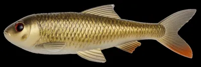 Produktbild von Pulz Bait Roach Kit (Crucian Carp)