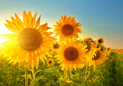 Produktbild von XXL Poster 100 x 70cm (S-841) Sonnenblumen im strahlenden Sonnenschein und blauem Himmel (Lieferung gerollt!)