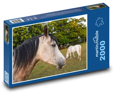 Obrázek produktu pro Puzzle 2000 Kůň na pastvě v letním lese - martinpuzzle