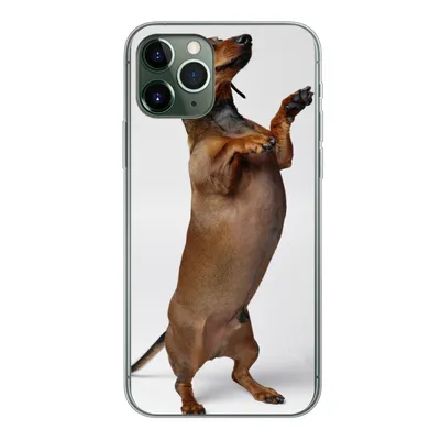 Produktbild von MuchoWow® Handyhülle Schutzhülle Hülle für iPhone 11 Pro Ein Dackel, der auf seinen beiden Hinterbeinen steht Silikon Softcase Handy Hülle - Handy