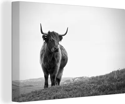 Produktbild von OneMillionCanvasses® - Leinwandbilder - 150x100 cm, Tiere - Schottische Hochlandbewohner - Schwarz und weiß - Natur - Ländlich, Wandbilder Kunstdruck Wanddekoration - Foto auf