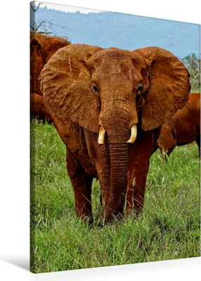 Produktbild von Calvendo Textil-Leinwand 60 cm x 90 cm hoch Ein Motiv aus dem Kalender Elefanten. Safari in Kenia, Michel /CH Susan; 7289179