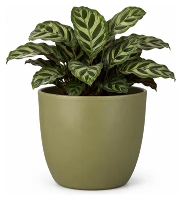 Produktbild von Floran Pflanzentopf - grun - matt - Keramik - 17 x 15 cm