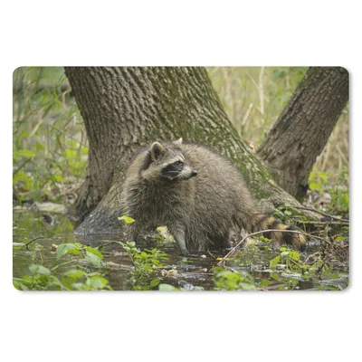 Produktbild von MuchoWow® Mauspad Mousepad Waschbär - Wasser - Wald 27x18 cm - Mousepads - Maus Mat - Pad - Mausunterlage - Büroartikel - Desk Matten