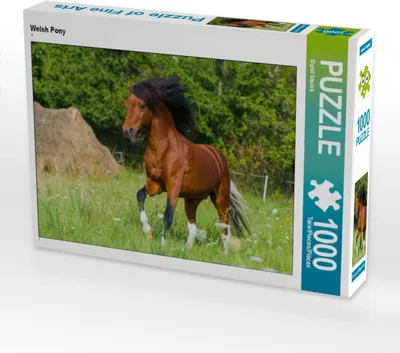 Produktbild von CALVENDO Puzzle Welsh Pony | 1000 Teile Lege-Größe 64x48cm Foto-Puzzle für glückliche Stunden