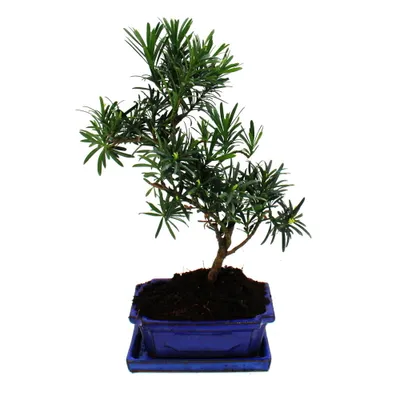 Image de Disque de pierre de Bonsaï - Podocarpus macrophyllus - ca. 8 ans