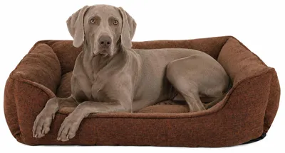Produktbild von lionto Hundesofa, modernes Hundebett mit rutschfester Unterseite, abnehmbarem Bezug & Plüsch-Innenmaterial, 110x80 cm, braun, KI-generiertes Bild