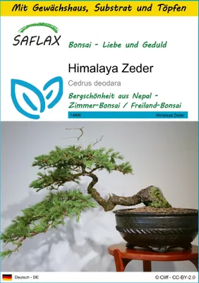 Produktbild von SAFLAX Anzucht Set - Himalaya Zeder - Cedrus deodara - 35 Samen - Mit Mini-Gewächshaus, Anzuchtsubstrat und 2 Töpfen