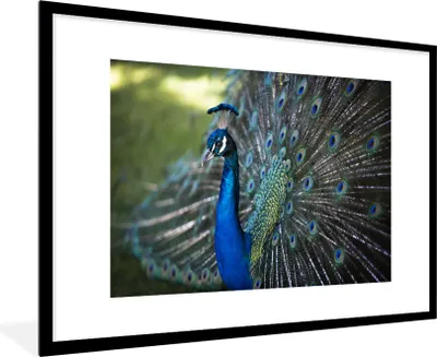 Produktbild von MuchoWow® Gerahmtes Poster Pfau - Vögel - Blau 90x60 cm - Poster mit Schwarzem Bilderrahmen Wandposter Rahmen Foto Bilder - Wanddekoration - Fotos