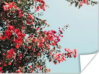 Produktbild von MuchoWow® Poster Blumen - Luft - Rosa 120x90 cm - Wandbild