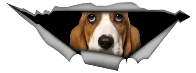 Productafbeelding van Auto sticker Basset Hound 15 cm - reflecterende en waterdichte sticker
