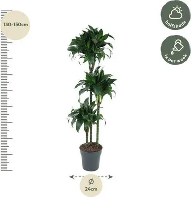 Obrázok produktu pre Dracaena Tatuade, 140 cm, Ø 24 cm, izbová rastlina so zeleno-bielymi listami