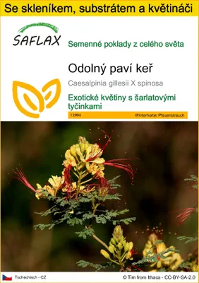 Obrázek produktu pro SAFLAX Kultivační sada - Odolný paví keř - Caesalpinia gillesii X spinosa - 10 Semena - S mini skleníkem, pěstebním substrátem a 2 květináči