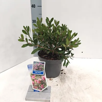 Produktbild von Callistemon viminalis HOT PINK  - Zylinderputzer | 30-40 cm im Topf