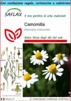 Immagine prodotto di SAFLAX Set regalo - Camomilla - 300 semi - Matricaria