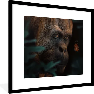Produktbild von MuchoWow® MuchoWow® Gerahmtes Poster Schmetterling - Affe - Pflanzen 40x40 cm - Poster mit zchwarzem Bilderrahmen - Poster - Plakat im Rahmen