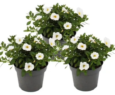Obrázek produktu pro Kouzelné zvonky – mini závěsná petúnie – Calibrachoa – květináč 12 cm – sada 3 rostlin – bílá