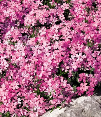 Produktbild von BALDUR Garten 4er Winterharter Bodendecker Phlox-Mix Flowers of the Sea, Pflanzen im 9x9 cm-Topf, Polsterphlox Polster-Flammenblume Polsterstauden Teppichphlox mehrjährig, Phlox subulata