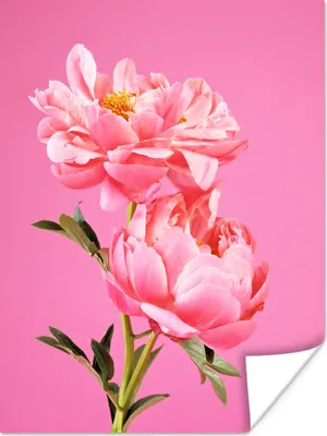 Produktbild von MuchoWow® Poster Rosa Pfingstrosen mit einem rosa Hintergrund 120x160 cm - Wandbilder