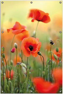 Produktbild von Wallario Outdoor-Poster für Garten oder Balkon, Motiv Mohnblumenblüten, in ca. 100 x 150 cm