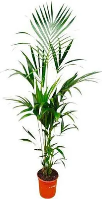 Produktbild von Kentia-Palme – Howea forsteriana – 180 cm hoch – Ø24 cm – Elegante Zimmerpalme – Luftreinigend & pflegeleicht – Für Wohnzimmer, Büro & Wintergarten
