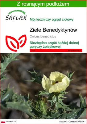Zdjęcie produktu dla SAFLAX - Ziele Benedyktynów - 50 Nasiona - Z podłożem uprawowym wolnym od zarazków - Cnicus benedictus