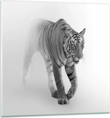 Produktbild von Bilder auf glas - Einteilig - Tiger Monochrom Porträt - 70x70cm - Glasbilder - Wandbilder - Bilder - zum Aufhängen bereit - Wanddekoration aus Glas - Glas Bilder - Wandbild auf Glas - GAC70x70-4626
