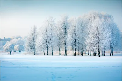 Produktbild von Wallario Premium Glasbild, freischwebende Optik, kräftige Farben, Größe 90 x 60 cm Motiv Verschneite Bäume in einer Winterlandschaft