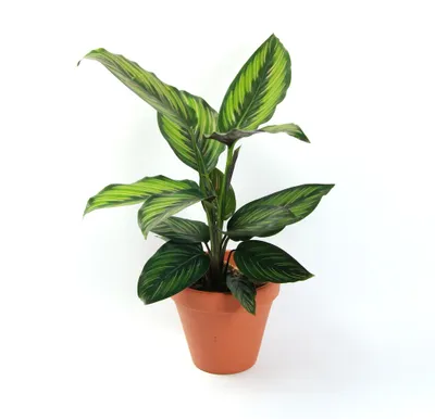 Obrázek produktu pro Gardners Calathea Beautystar, průměr 11-12 cm