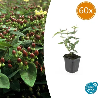 Immagine prodotto di Hypericum inodorum 'Rheingold' | 60 pezzi - 10-25cm - Ø9cm - Pianta da giardino