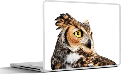 Produktbild von MuchoWow® Laptop Aufkleber Sticker Cover Braune Eule mit weißem Hintergrund 30x22 cm - Laptop-Sticker